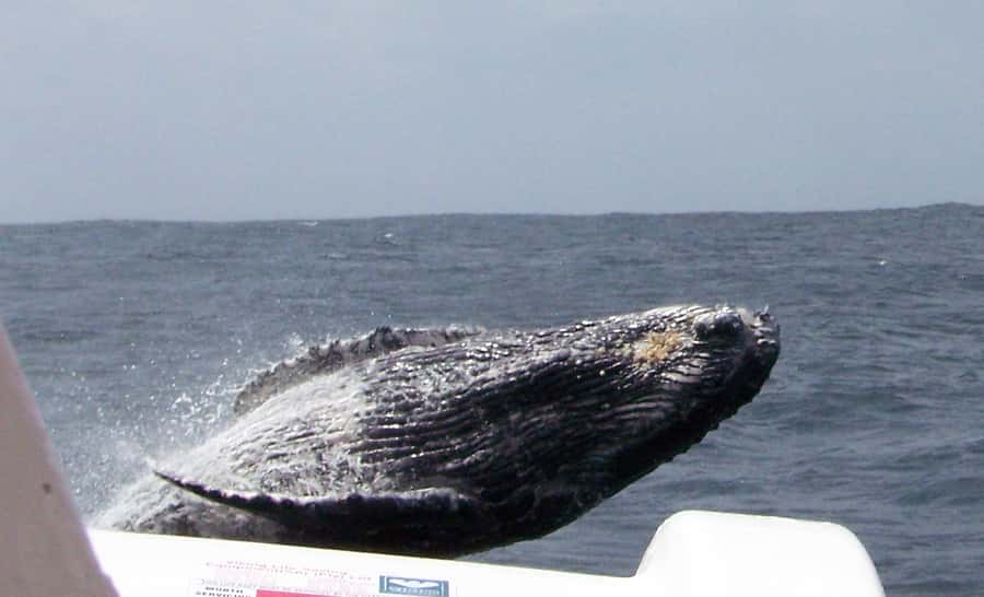 Plettenberg Bay: Whale-Watching Cruise - Surf launch, sea breeze, and the guided hunt for whales