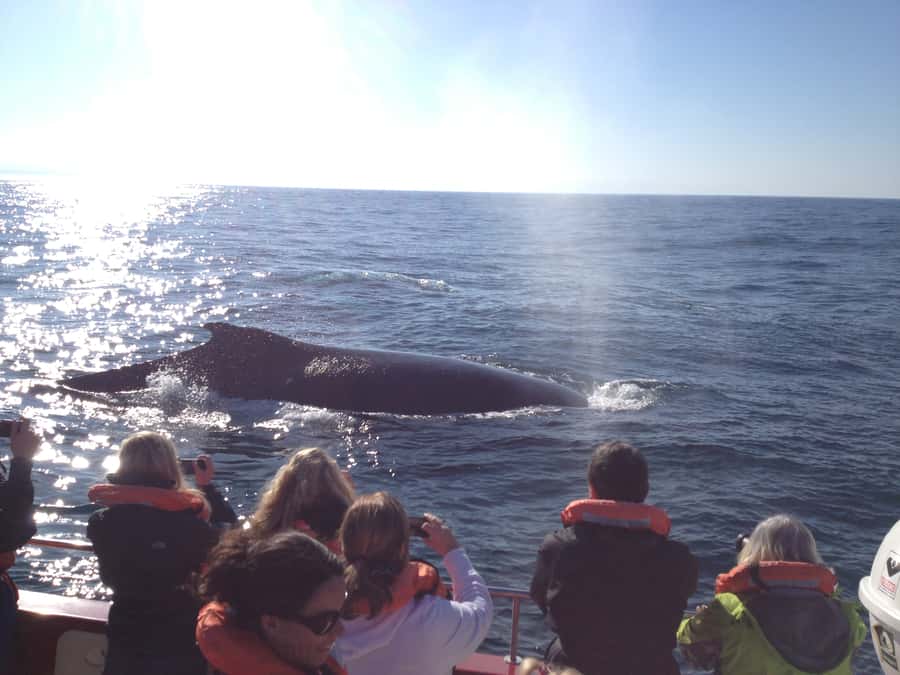 Plettenberg Bay: Whale-Watching Cruise - Seal colony hopes at Robberg Peninsula, plus seasonal shark chances
