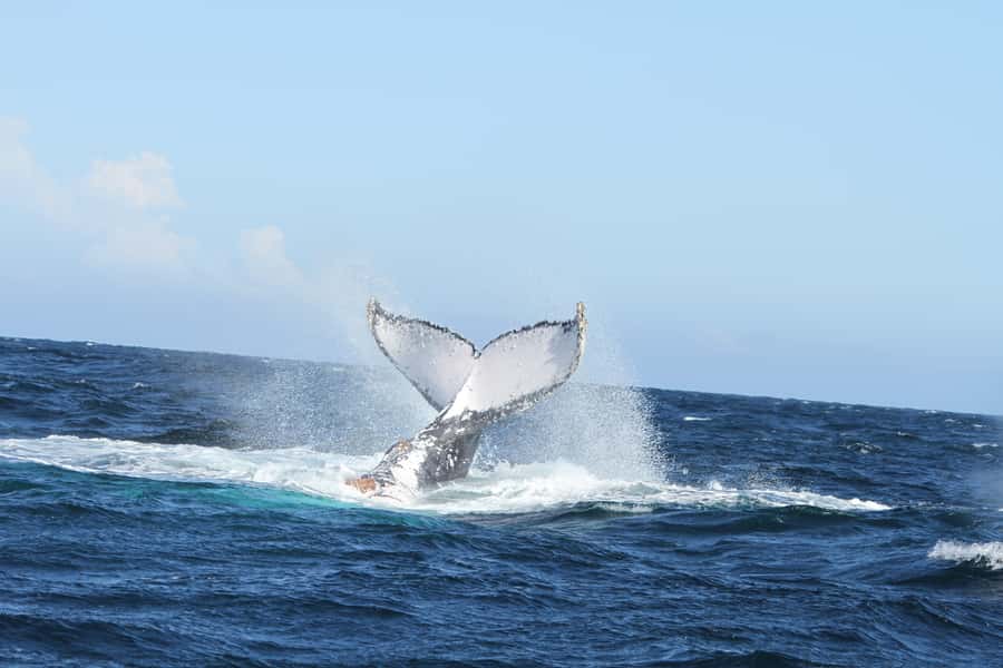 Plettenberg Bay: Whale-Watching Cruise - What you will likely see, based on the real flow of the water