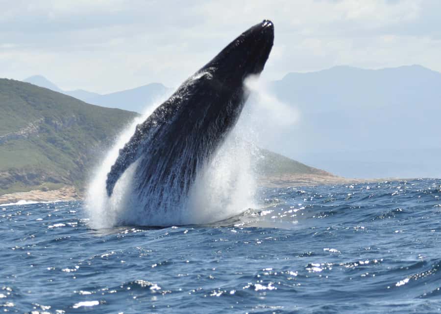 Plettenberg Bay: Whale-Watching Cruise - Price and time on the water: what $77 really buys you
