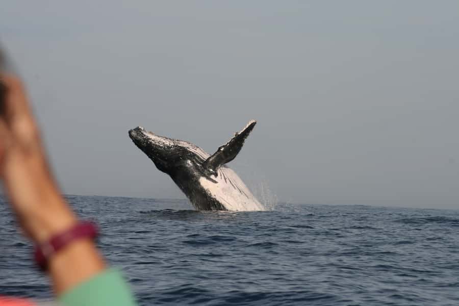 Plettenberg Bay: Whale-Watching Cruise - Comfort and safety rules you should not ignore