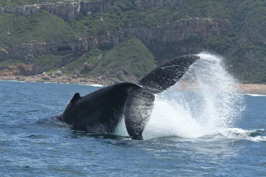 Plettenberg Bay: Whale-Watching Cruise - Who this Plettenberg Bay whale cruise fits best