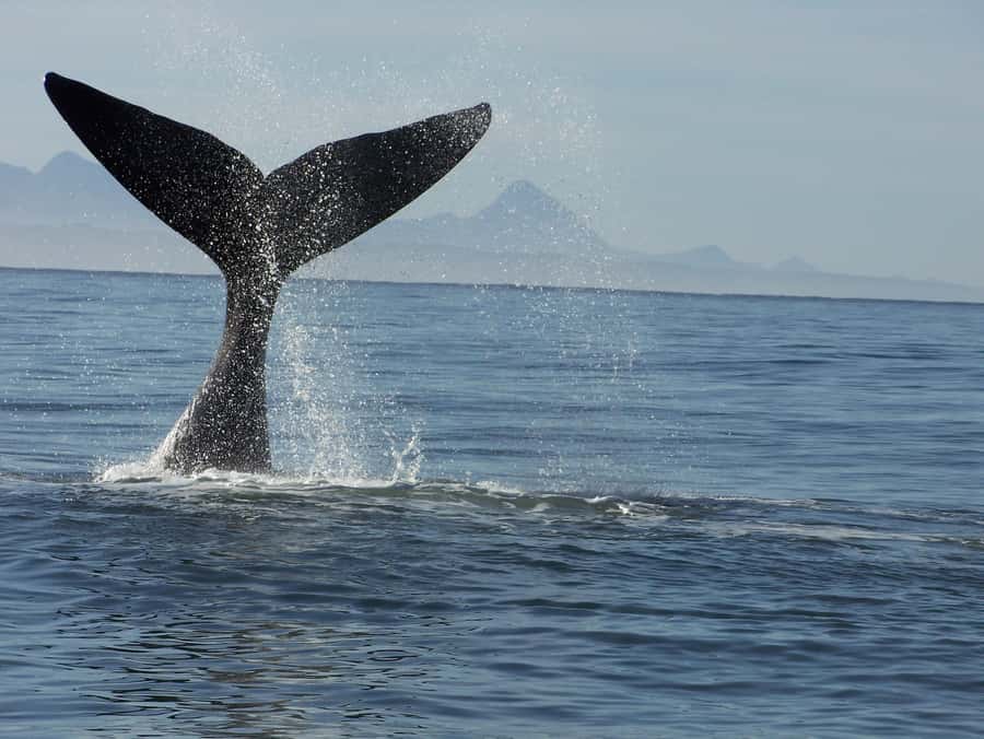 Plettenberg Bay: Whale-Watching Cruise - Check-in timing, life jackets, and the short walk to the vessel