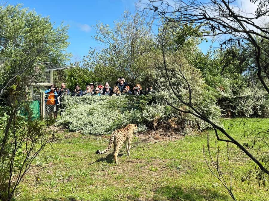 Plettenberg Bay: Wild Cat and Wildlife Guided Tour - Key things to know before you go