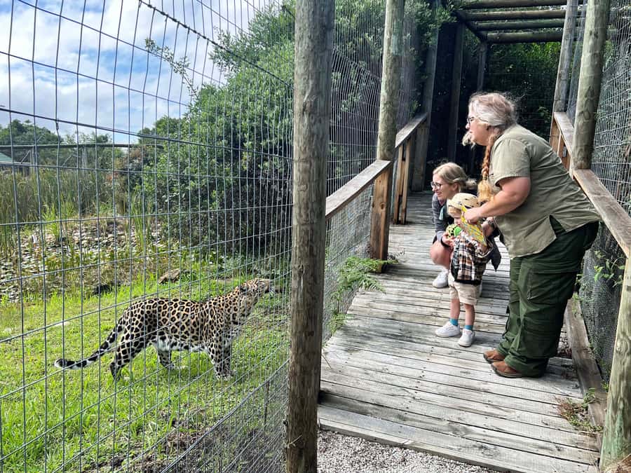 Plettenberg Bay: Wild Cat and Wildlife Guided Tour - Tenikwa Wildlife Rehabilitation Centre and your safety briefing