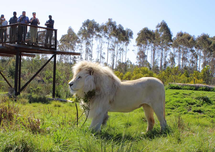 Plettenberg Bay: Wild Cat and Wildlife Guided Tour - Wild cats on the walkway: servals, caracals, cheetahs, lions, and more