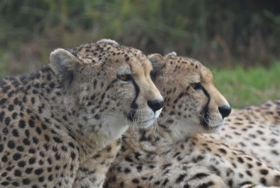 Plettenberg Bay: Wild Cat and Wildlife Guided Tour - Why this is more than watching cats: rescue, rehabilitation, and real conservation