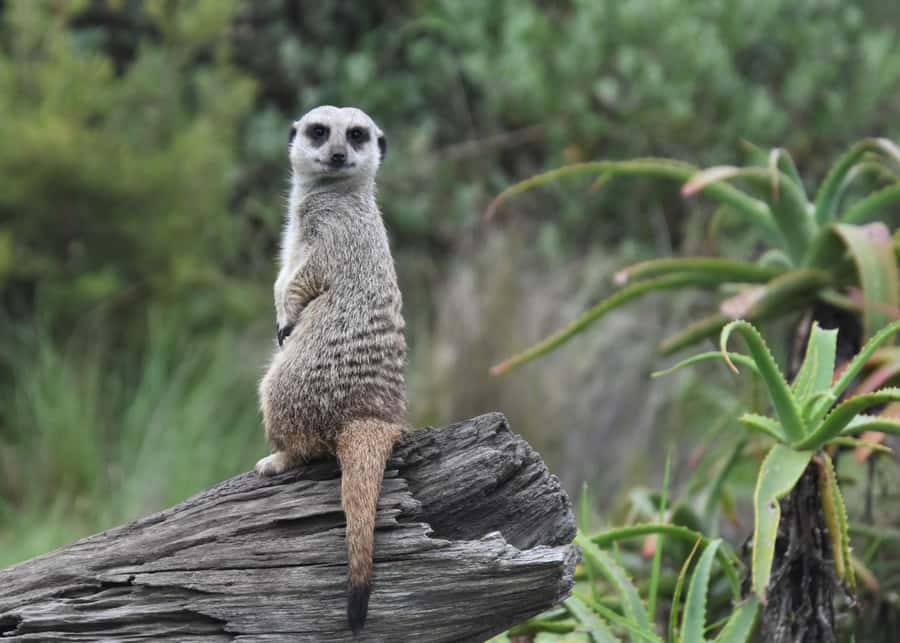 Plettenberg Bay: Wild Cat and Wildlife Guided Tour - Price and value: is $27 for an hour worth it?
