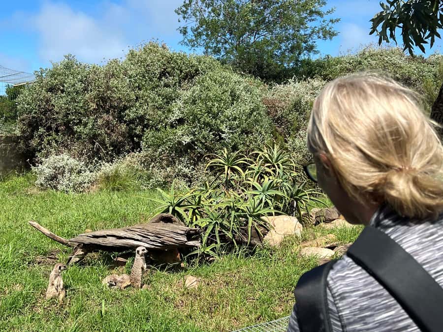 Plettenberg Bay: Wild Cat and Wildlife Guided Tour - Who should book this wild cat and wildlife tour