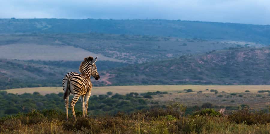 Port Elizabeth: 2-Day Addo Elephant Park Safari - Why Addo Elephant Park feels different from a typical Big Five safari
