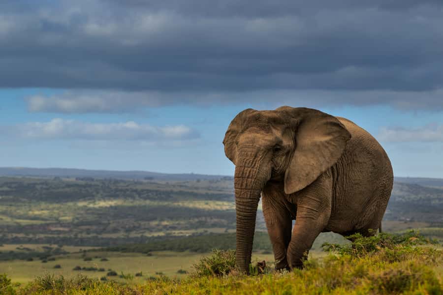 Port Elizabeth: 2-Day Addo Elephant Park Safari - Your full day in Addo: Big Five odds, black rhino, and why elephants change the game drive