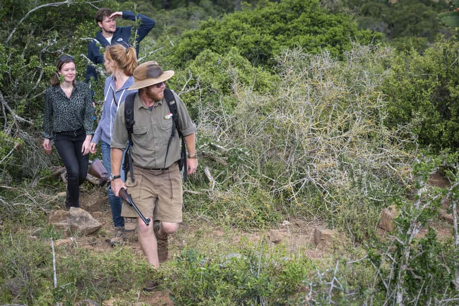 Port Elizabeth: 2-Day Addo Elephant Park Safari - Giraffe tracking on foot: what it feels like and how to set expectations