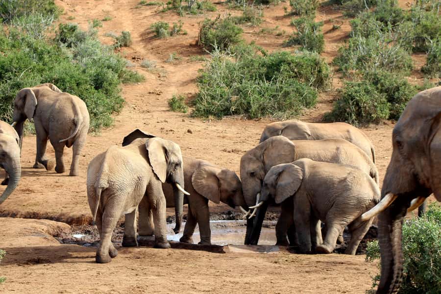 Port Elizabeth: 2-Day Addo Elephant Park Safari - Lodging on night one: what to expect from the included 4-star stay