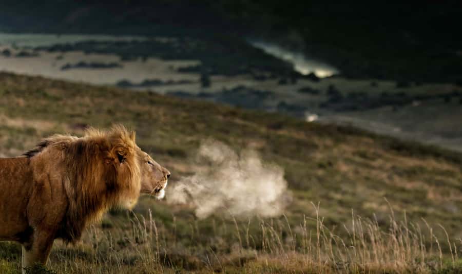Port Elizabeth: 2-Day Addo Elephant Park Safari - The 2-day rhythm, pickup areas, and what the small group really means
