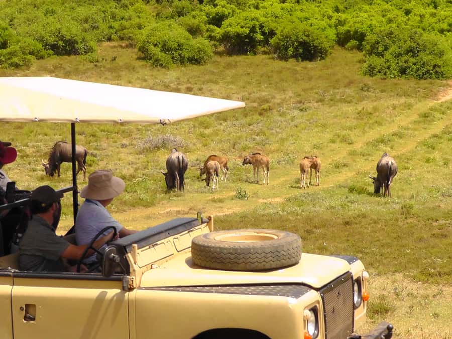 Port Elizabeth:2-Day Schotia Safaris & Addo Wildlife Reserve - Night safari and bush dinner: what to expect when the light drops