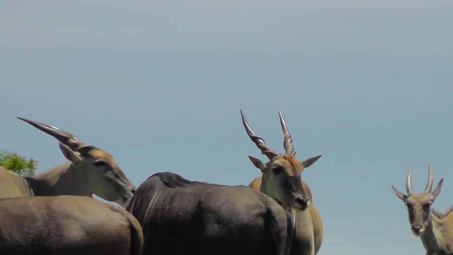 Port Elizabeth:2-Day Schotia Safaris & Addo Wildlife Reserve - Day 2: big game searching in Addo, then an exclusive Schotia Safaris day