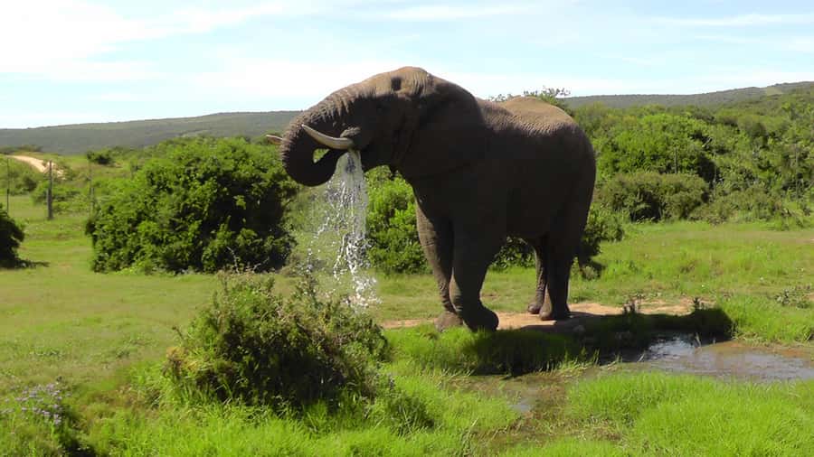 Port Elizabeth:2-Day Schotia Safaris & Addo Wildlife Reserve - Open-sided 4x4 safari vehicles: how they change what you see