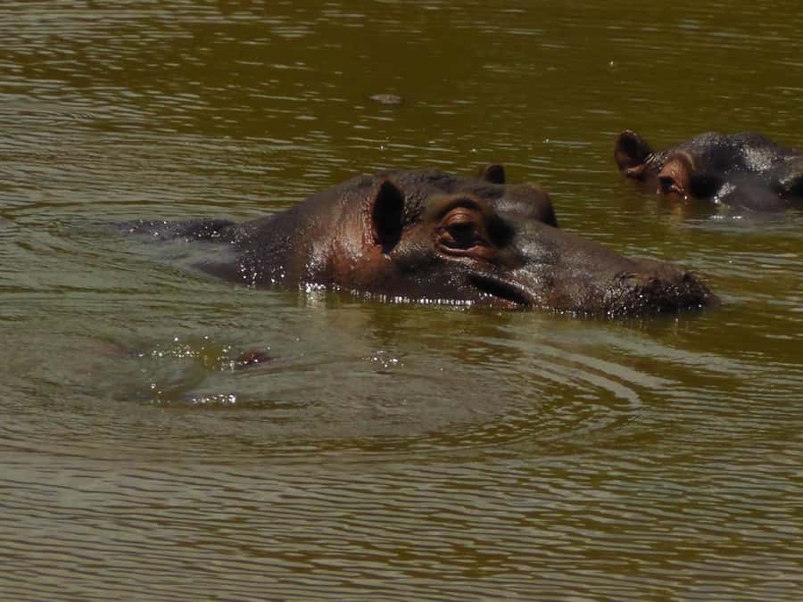 Port Elizabeth:2-Day Schotia Safaris & Addo Wildlife Reserve - Price and value: is $716 per person fair for what you get?