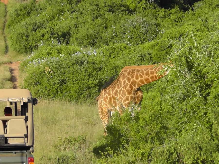 Port Elizabeth:2-Day Schotia Safaris & Addo Wildlife Reserve - What to pack for the Eastern Cape safari days