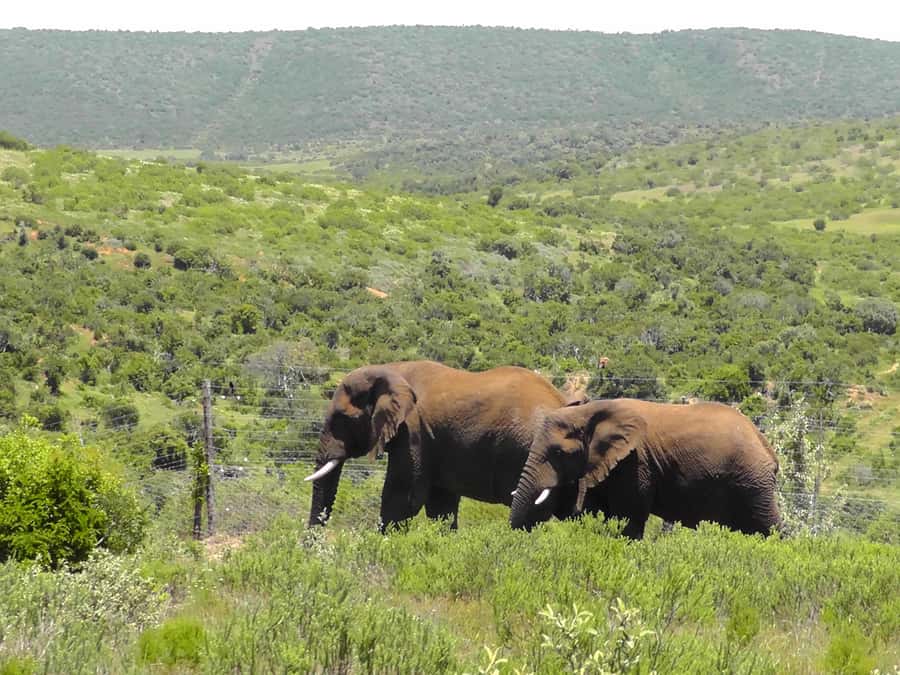 Port Elizabeth:2-Day Schotia Safaris & Addo Wildlife Reserve - Who should book this tour, and who should think twice