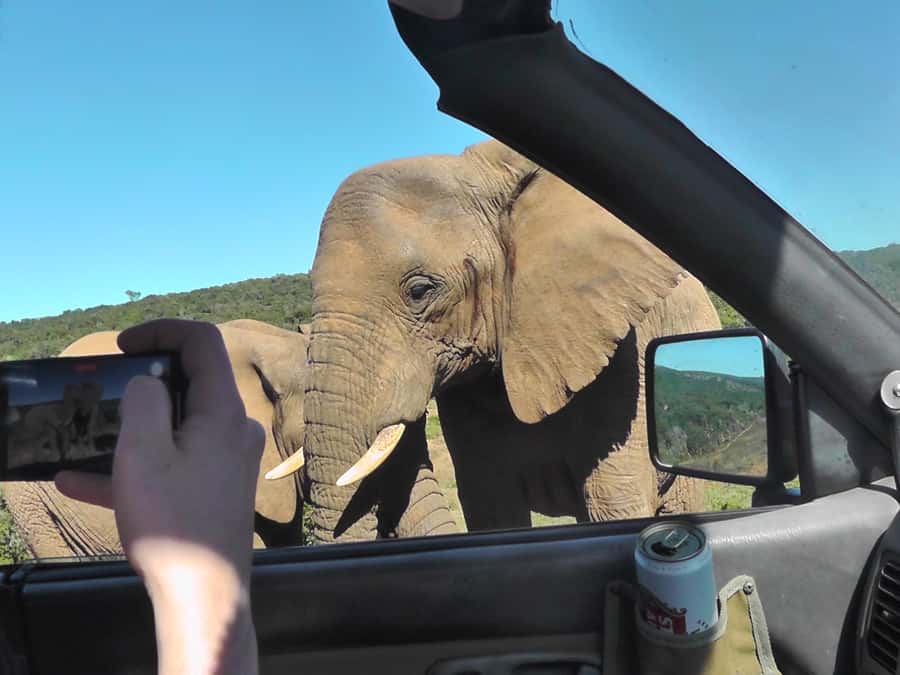 Port Elizabeth:2-Day Schotia Safaris & Addo Wildlife Reserve - Addo area lodge comfort: why the overnight matters more than you think