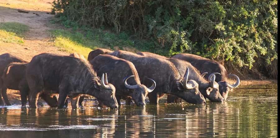 Port Elizabeth: 3-Day Addo Elephant National Park Safari - Why this Addo and Schotia combo works so well
