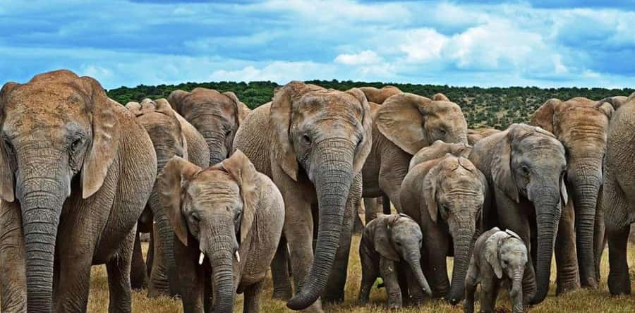Port Elizabeth: 3-Day Addo Elephant National Park Safari - Schotia Private Game Reserve at sunset: where the Big Five feel closer
