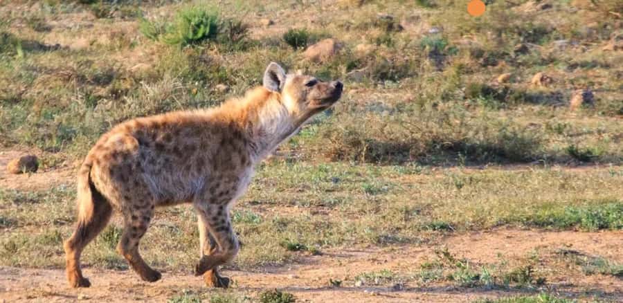 Port Elizabeth: 3-Day Addo Elephant National Park Safari - Elephant or giraffe walking encounter: the close-up moment