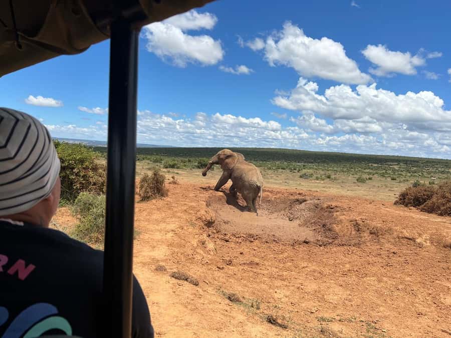 Port Elizabeth: 3-Day Addo Elephant National Park Safari - Port Elizabeth pickup and the first day’s game drive rhythm
