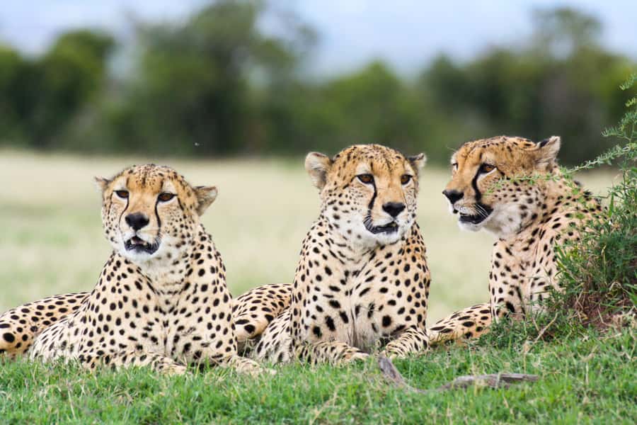 Port Elizabeth: 4x4 Wildlife Safari & City Sightseeing Tour - Cape Recife Lighthouse: the coast, the walk, and the optional climb