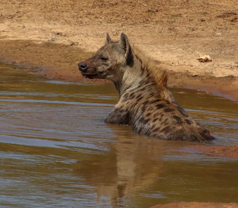 Port Elizabeth: Addo Elephant Park All-Inclusive Day Safari - A Day Plan That Feels Like More Than a Drive