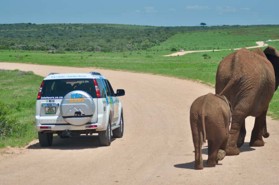 Port Elizabeth: Addo Elephant Park All-Inclusive Day Safari - Guides Make the Day: What the Best Reviews Have in Common