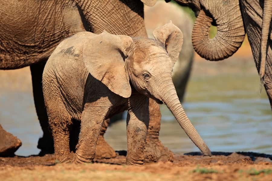 Port Elizabeth: Addo Elephant Park All-Inclusive Day Safari - Key Points at a Glance