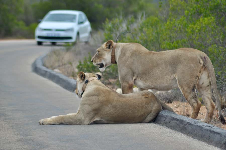 Port Elizabeth: Addo Elephant Park All-Inclusive Day Safari - Pickup Windows and the Comfort Factor in the A/C Vehicle