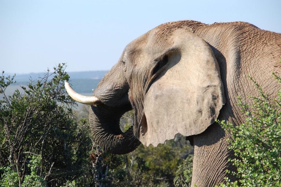Port Elizabeth: Addo Elephant Park All-Inclusive Day Safari - Into Addo: The Morning Game Drive and What You Should Watch For