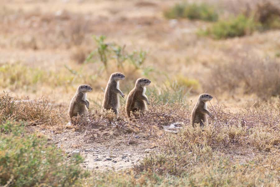 Port Elizabeth: Addo Elephant Park All-Inclusive Day Safari - Big Five Chances: How the Guide Helps You See More