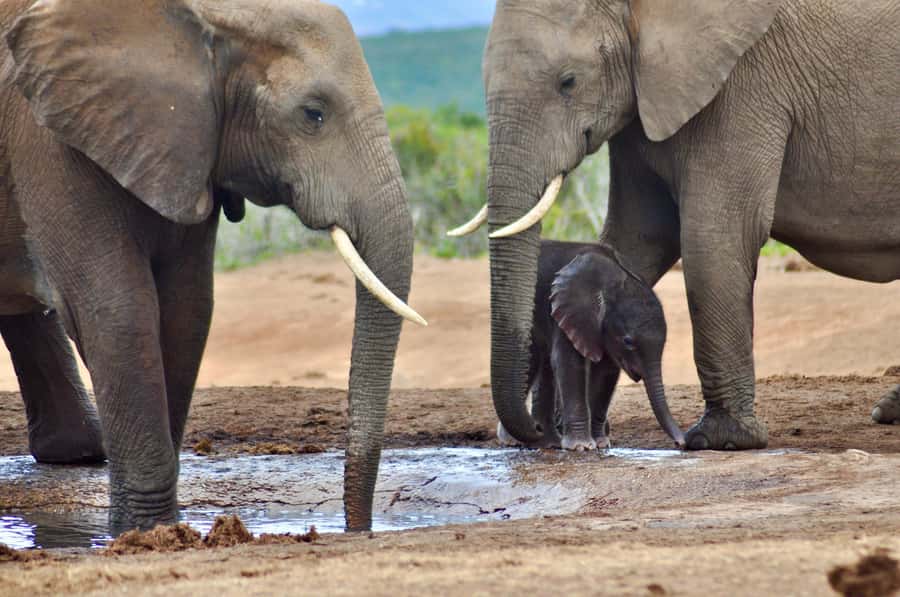 Port Elizabeth: Addo Elephant Park All-Inclusive Day Safari - Lunch at the Park: Food Break With a Real View