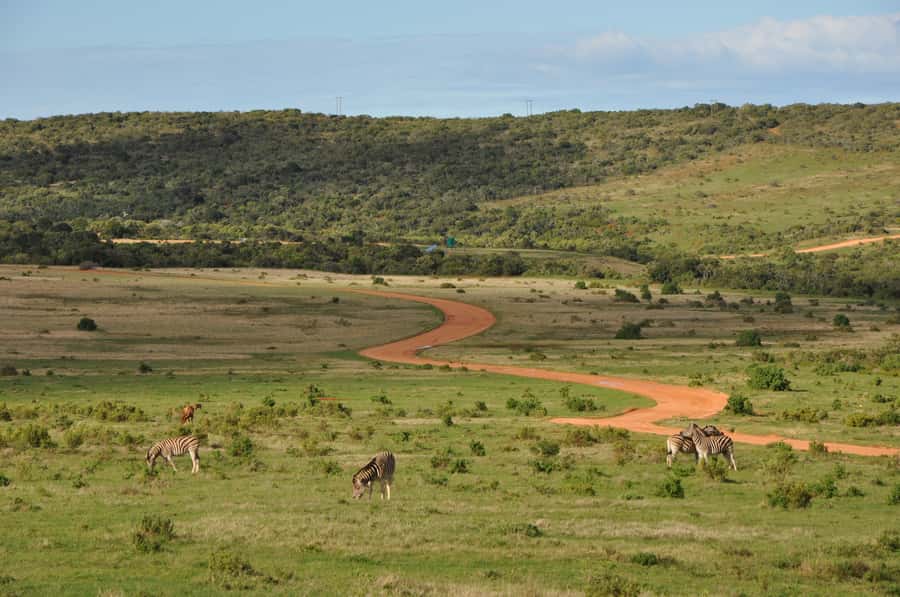 Port Elizabeth: Addo Elephant Park All-Inclusive Day Safari - Afternoon Photo Stop and Second Game Drive: More Time, Different Light