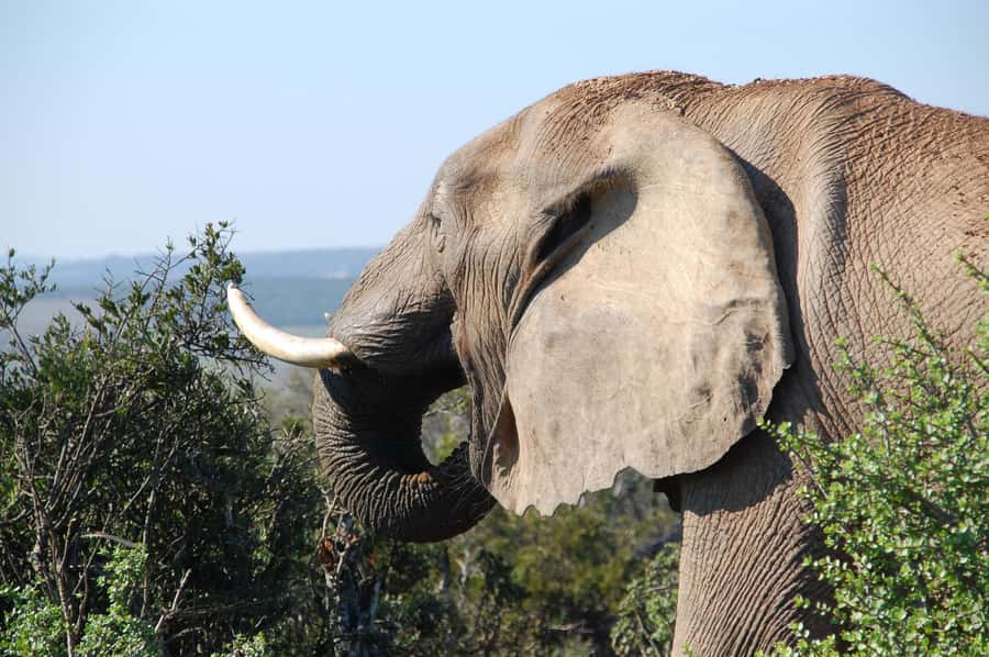 Port Elizabeth: Addo Elephant Park All-Inclusive Day Safari - Lookout Points and Panoramic Stops: Why These Breaks Matter