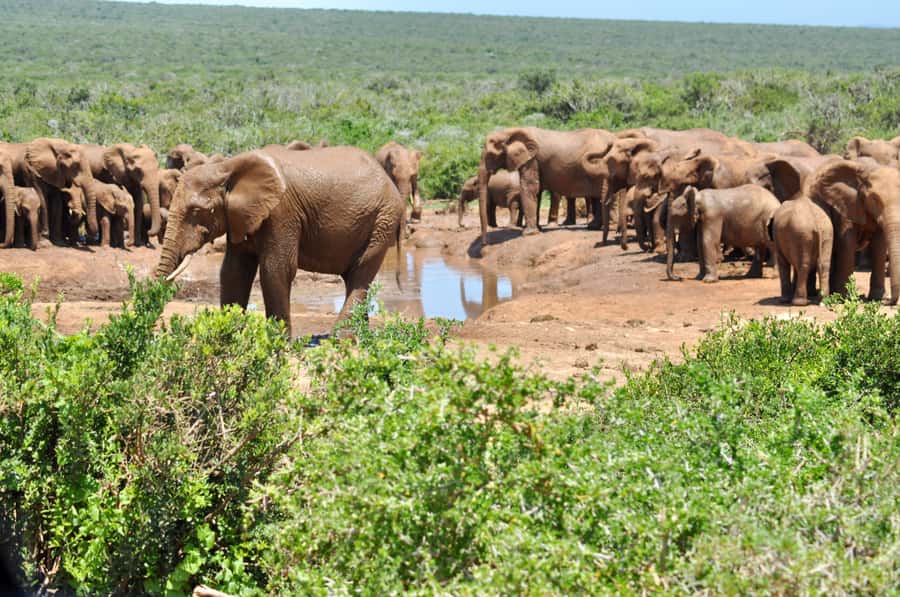 Port Elizabeth: Addo Elephant Park All-Inclusive Day Safari - Addo Elephant National Park From Port Elizabeth: What This Day Really Delivers