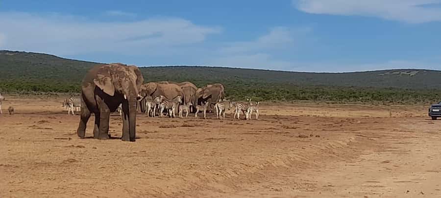 Port Elizabeth: Addo Elephant Park Shore Excursion & Safari - Key highlights in plain terms