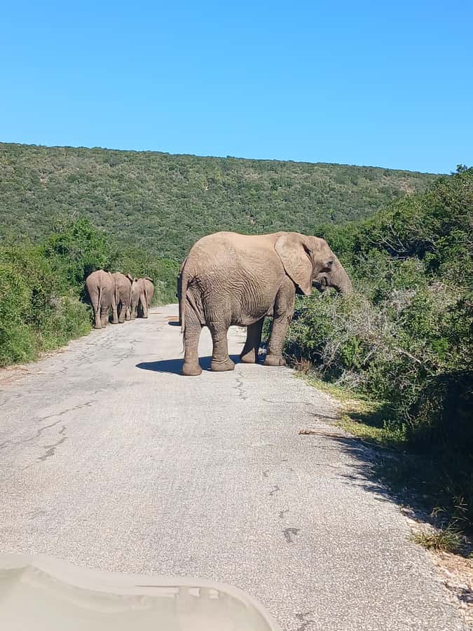 Port Elizabeth: Addo Elephant Park Shore Excursion & Safari - Practical tips before you go: shoes, listening, and photo sanity