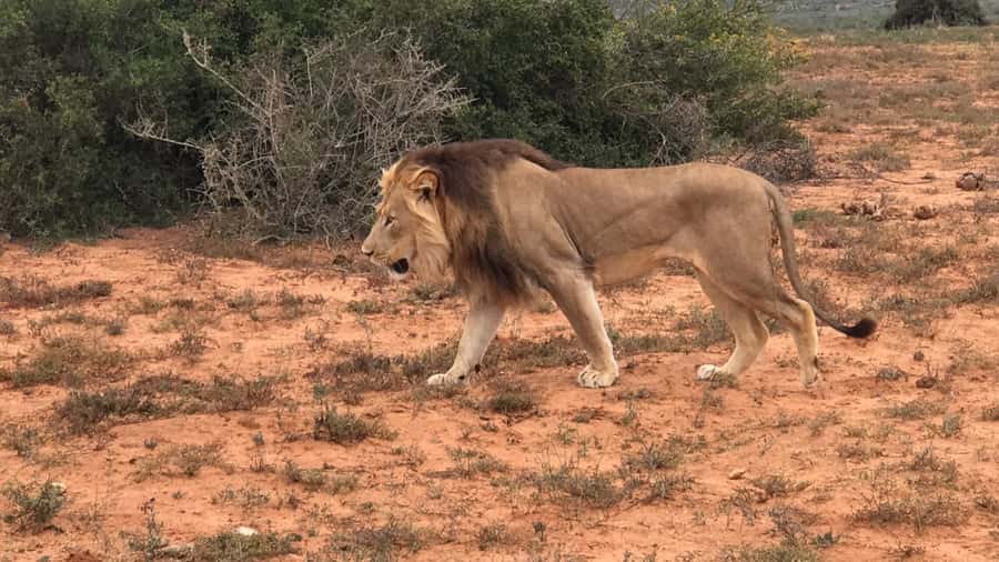 Port Elizabeth: Addo Elephant Park Shore Excursion & Safari - The first guided game drive: what the 24-hectare viewing area is doing for you