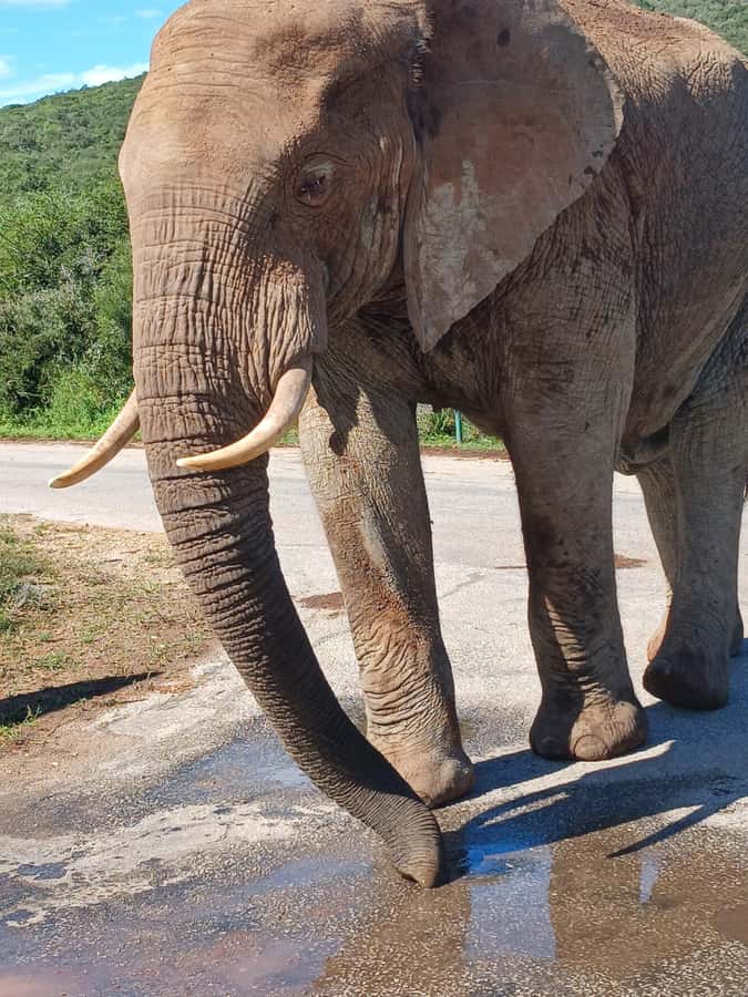 Port Elizabeth: Addo Elephant Park Shore Excursion & Safari - The second drive after lunch: boosting your odds for more than elephants