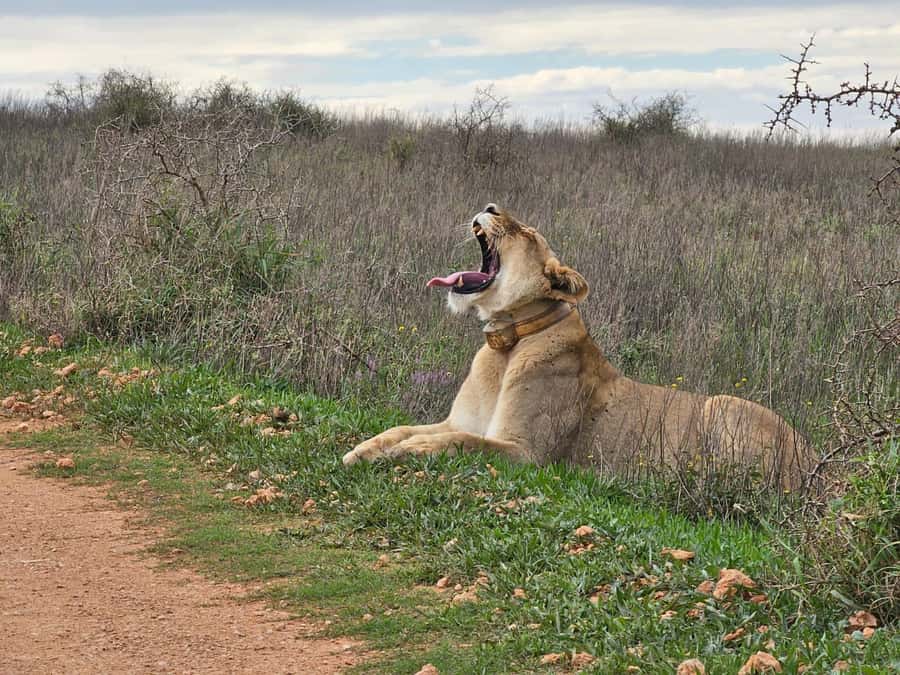 Port Elizabeth: Addo Elephant Park Shore Excursion & Safari - Guide and vehicle quality: how to get the best safari experience