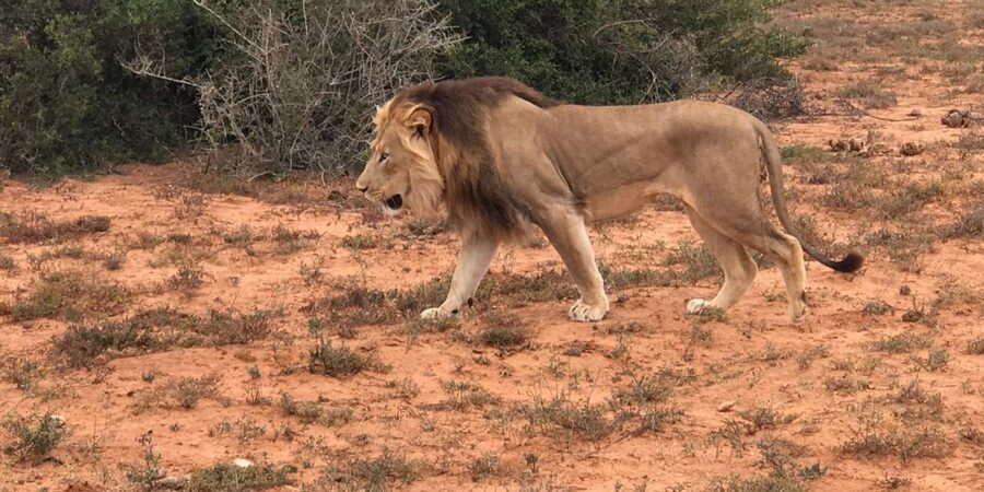 Port Elizabeth: Addo Elephant Park Shore Excursion & Safari - Who this tour is best for, and who should rethink it