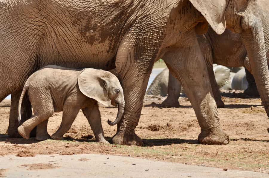 Port Elizabeth: Addo Elephant Park Shore Excursion with BBQ - Key Points That Make This Tour Worth Your Time