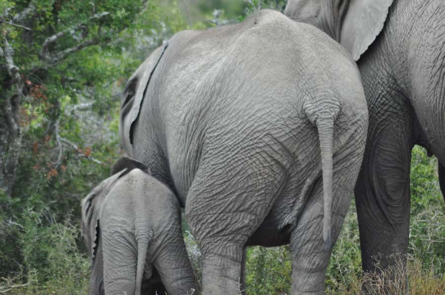 Port Elizabeth: Addo Elephant Park Shore Excursion with BBQ - Should You Book This Addo Elephant Park BBQ Tour?