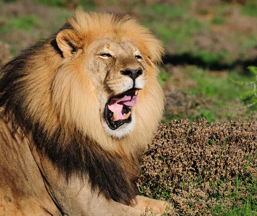 Port Elizabeth: Addo Elephant Park Shore Excursion with BBQ - The Braai Lunch at a Cultural Lapa: More Than Food