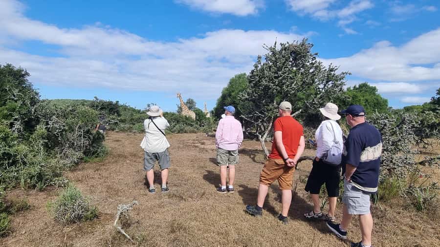 Port Elizabeth: Addo Park Safari with Giraffe Walk and Lunch - Addo Elephant National Park Safari: The day starts with real wildlife